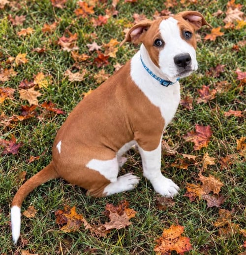 PHANTOM - Pit Bull Terrier / Terrier available for adoption