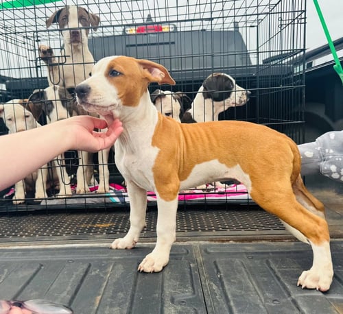 PHANTOM - Pit Bull Terrier / Terrier available for adoption