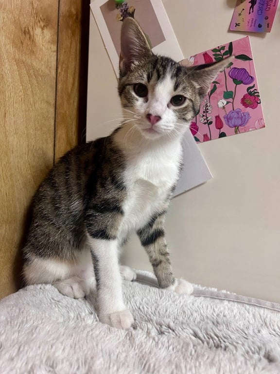 Oliver Image