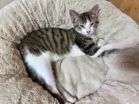 Oliver - Photo 2
