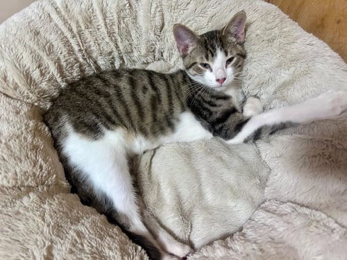 OLIVER - Domestic Short Hair available for adoption