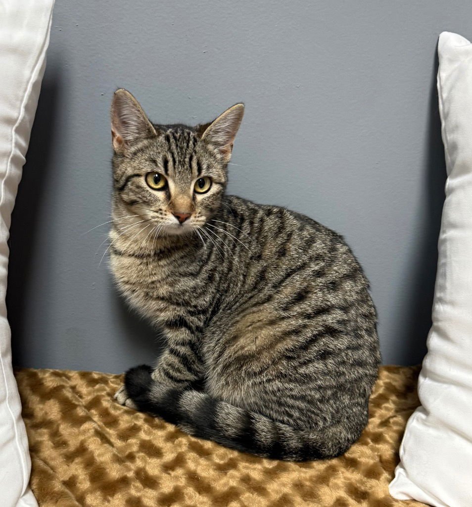 HYACINTH - Domestic Short Hair available for adoption