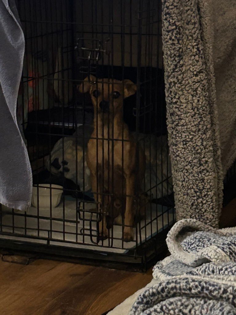 LEVI - Chihuahua available for adoption