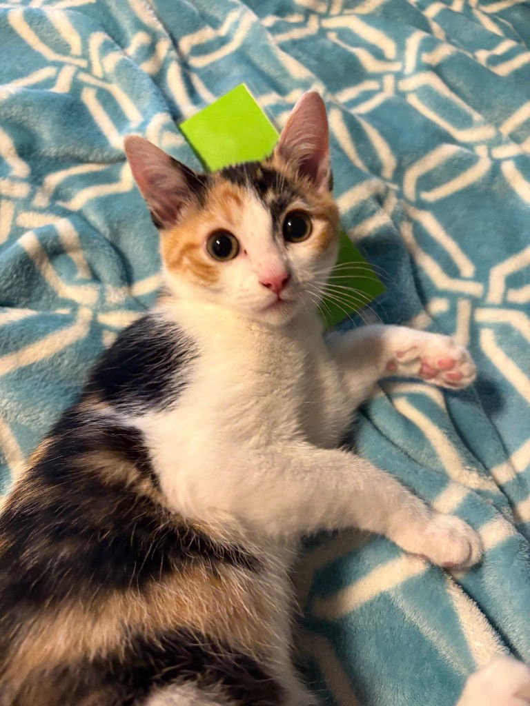 MABEL - Calico available for adoption