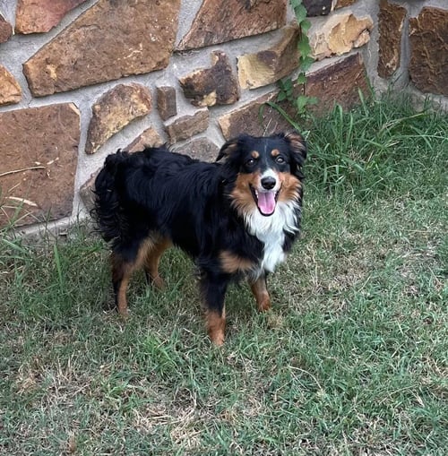 HONEY BEE - Australian Shepherd available for adoption