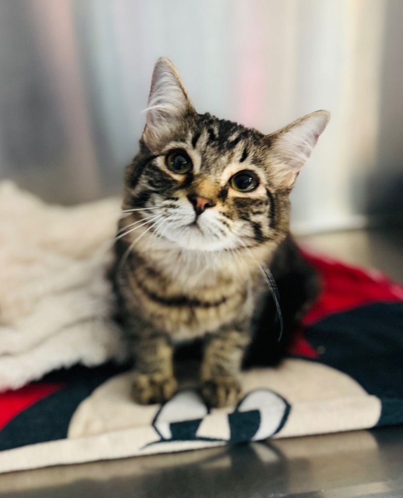 EMILIO CASTEVEZ - Domestic Medium Hair available for adoption