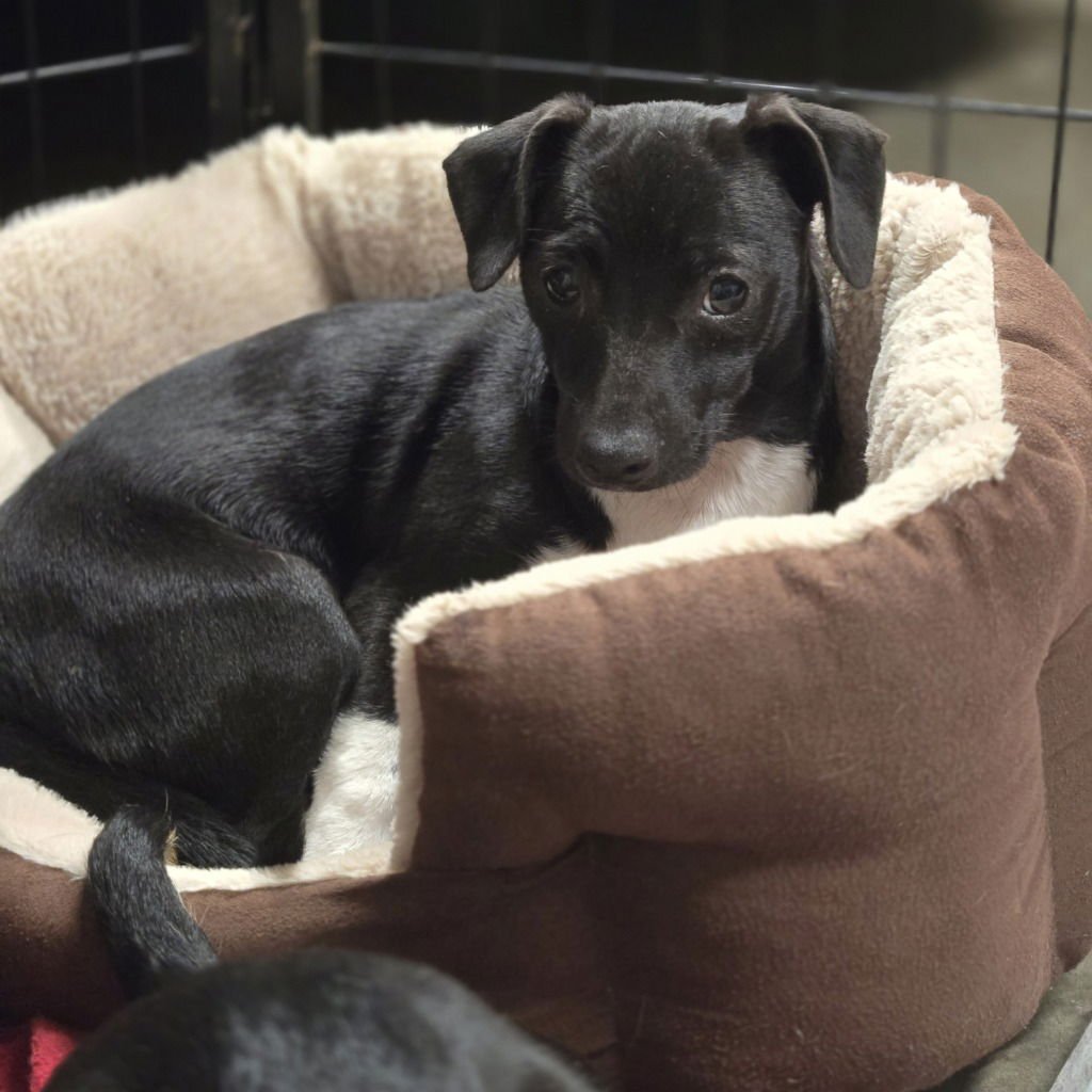 COCO - Chihuahua / Dachshund available for adoption