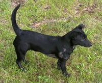 Pepper - Photo 1