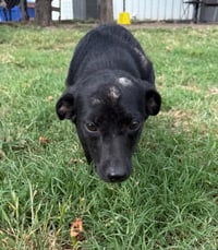 Pepper - Photo 2