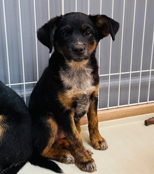 CRICKET - Australian Shepherd available for adoption