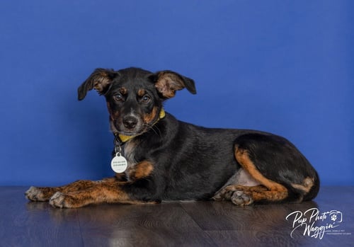 CRICKET - Australian Shepherd available for adoption