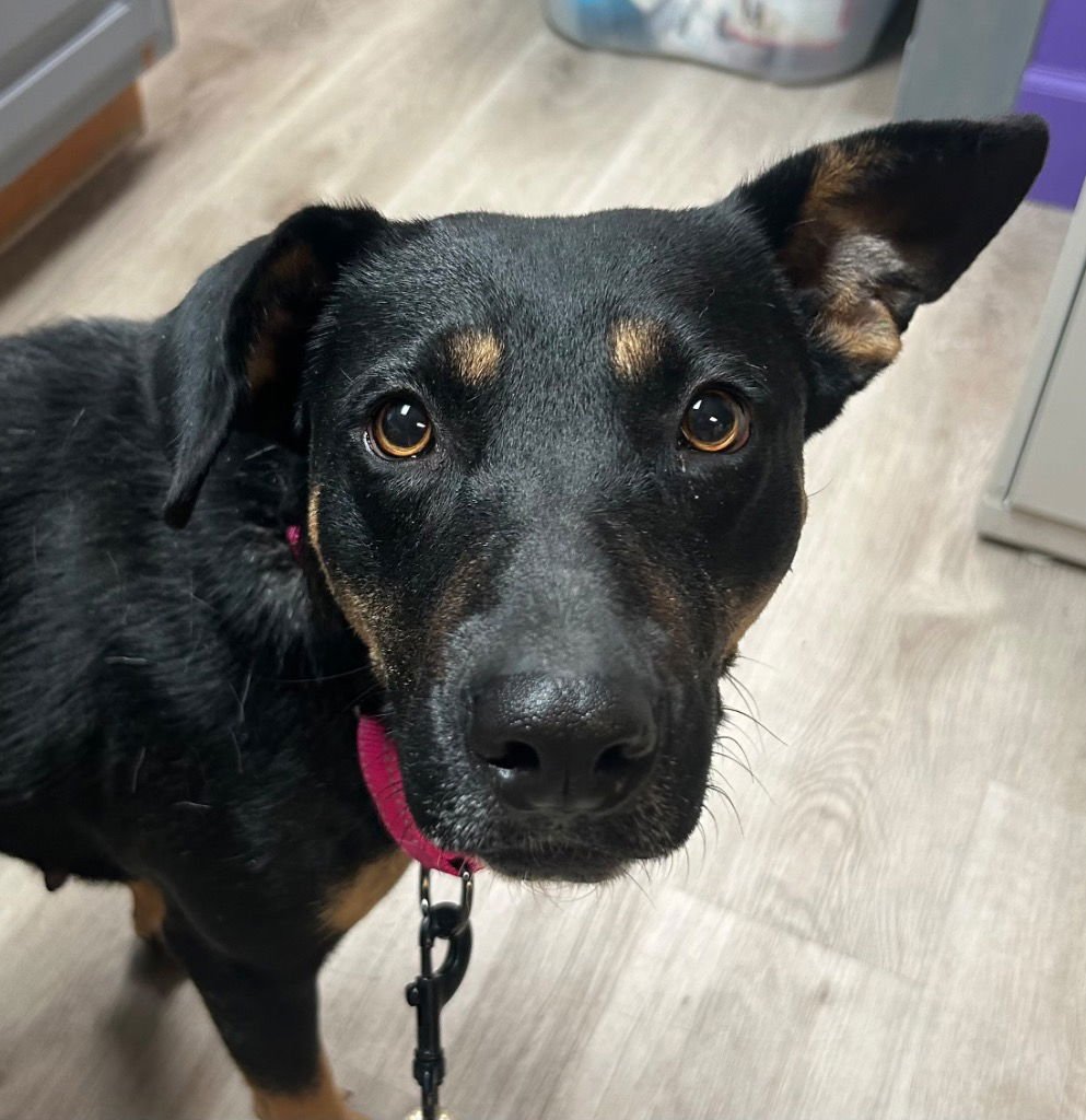 ARTEMIS - Shepherd available for adoption