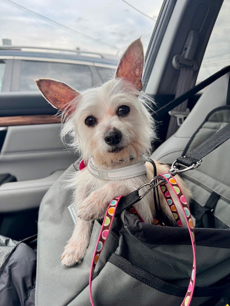 FENNEC MORTIMER FOX - Terrier available for adoption