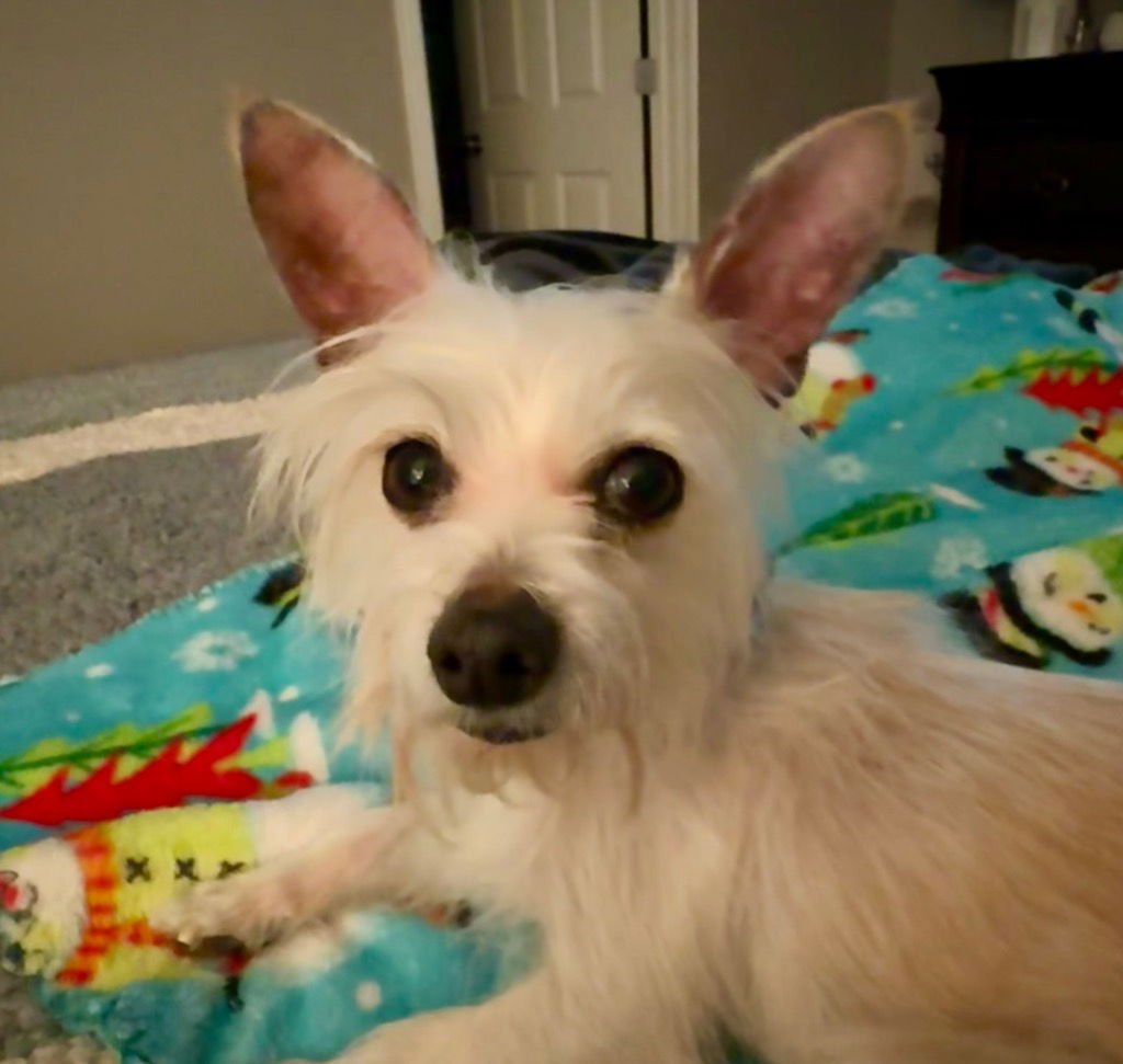 FENNEC MORTIMER FOX - Terrier available for adoption