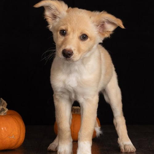 BRITNEY - Great Pyrenees / Terrier available for adoption