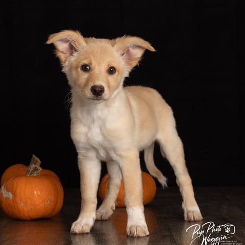 BRITNEY - Great Pyrenees / Terrier available for adoption