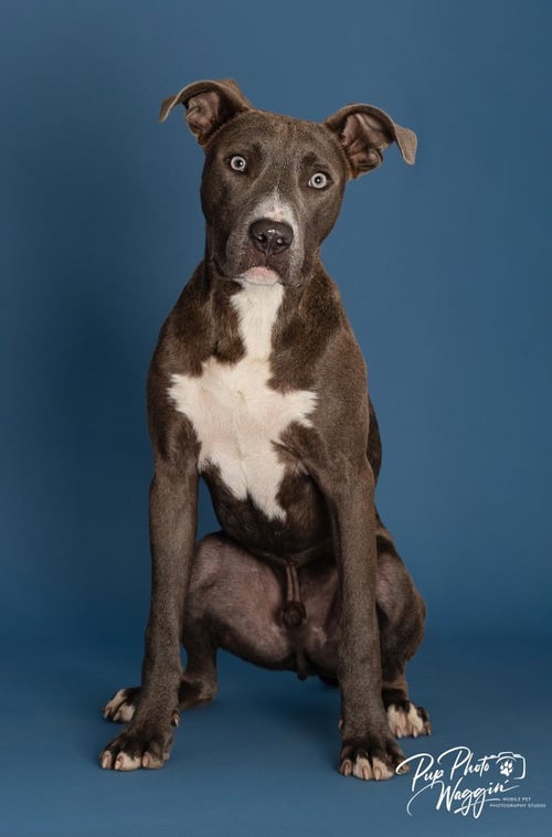 GOOFY - Pit Bull Terrier available for adoption