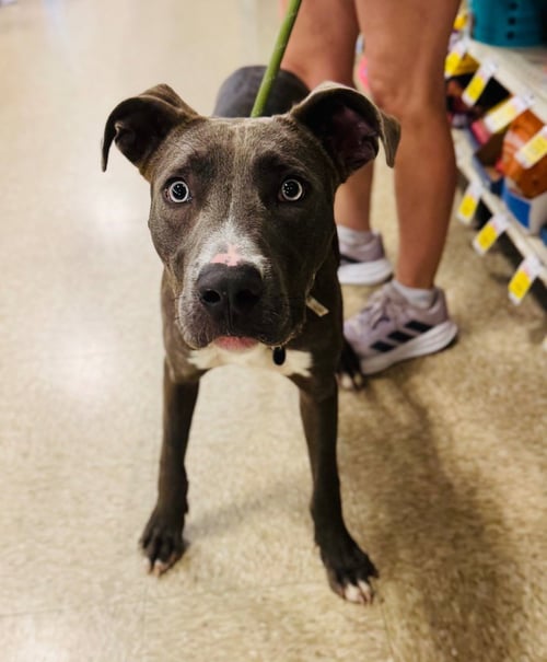 GOOFY - Pit Bull Terrier available for adoption