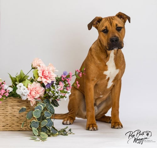 ROBERT - Terrier / Black Mouth Cur available for adoption