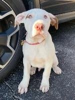 MASHED POTATOES “SPUDS” - Pit Bull Terrier available for adoption