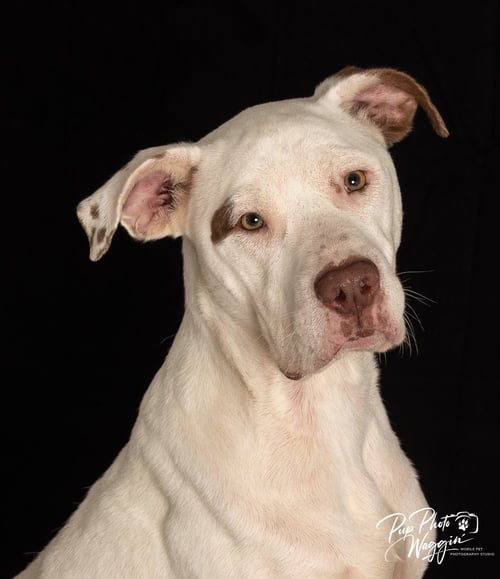 NAUX FNA “SPUDS” - Pit Bull Terrier available for adoption