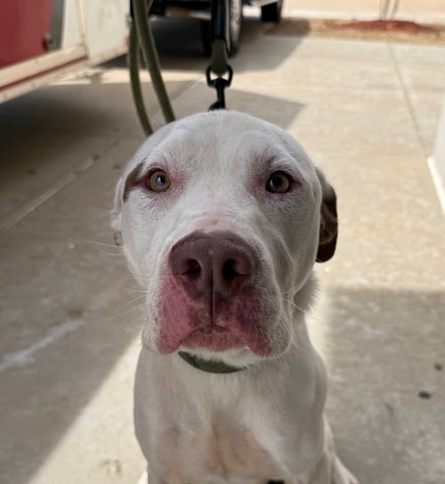 MASHED POTATOES “SPUDS” - Pit Bull Terrier available for adoption