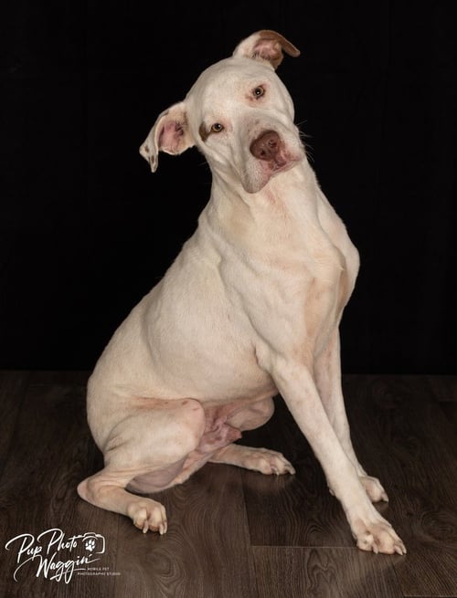 NAUX FNA “SPUDS” - Pit Bull Terrier available for adoption