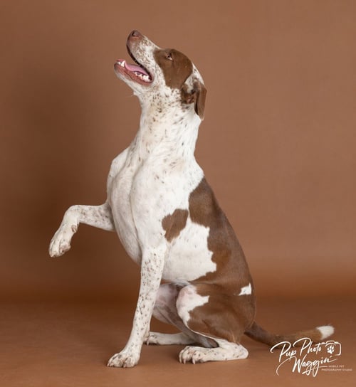 BEAR - Pointer / Pit Bull Terrier available for adoption