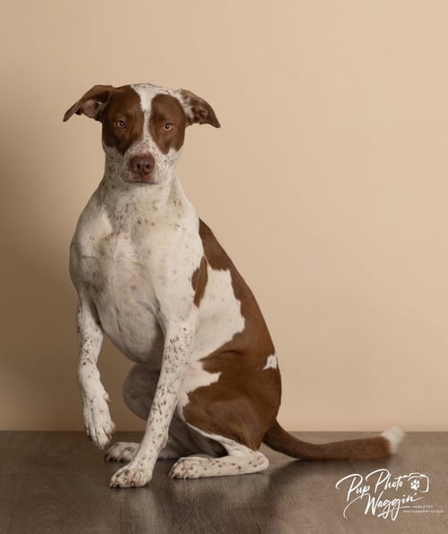BEAR - Pointer / Pit Bull Terrier available for adoption