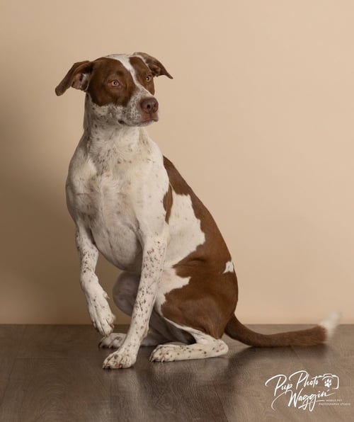 BEAR - Pointer / Pit Bull Terrier available for adoption