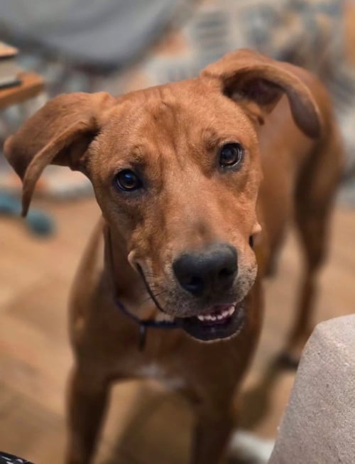 DIEGO - Hound / Rhodesian Ridgeback available for adoption