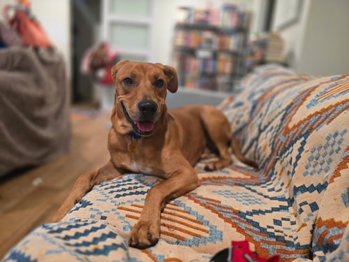 DIEGO - Hound / Rhodesian Ridgeback available for adoption