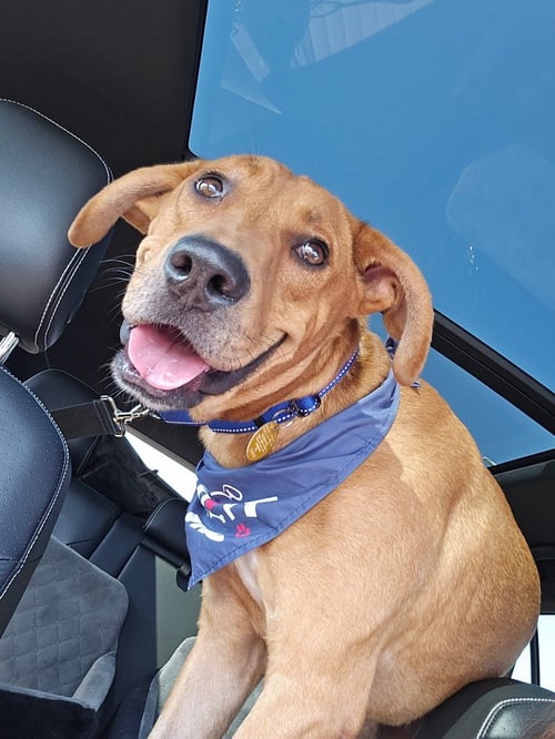 DIEGO - Hound / Rhodesian Ridgeback available for adoption