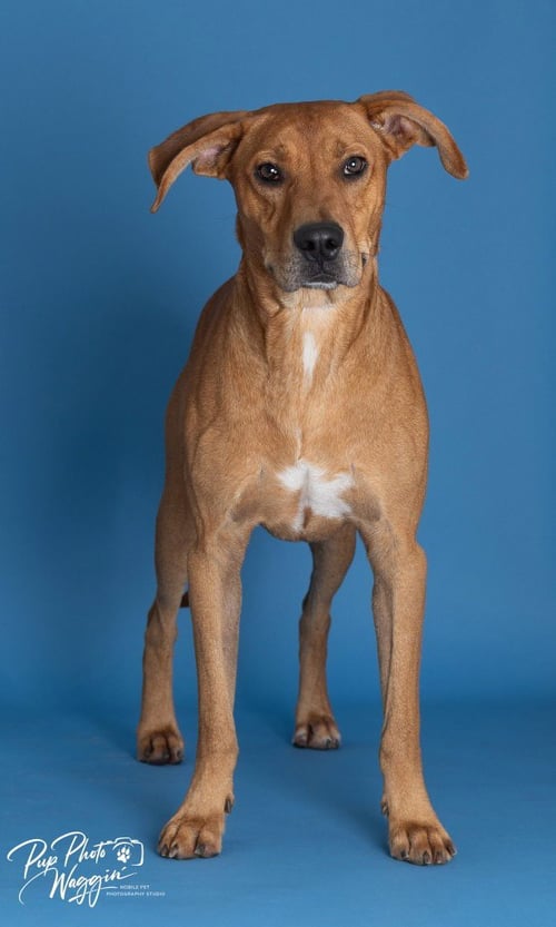 DIEGO - Hound / Rhodesian Ridgeback available for adoption