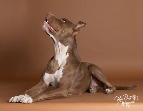 NOVA (PREV.ALMOND JOY) - Pit Bull Terrier available for adoption