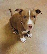 Nova (prev.Almond Joy) - Photo 4