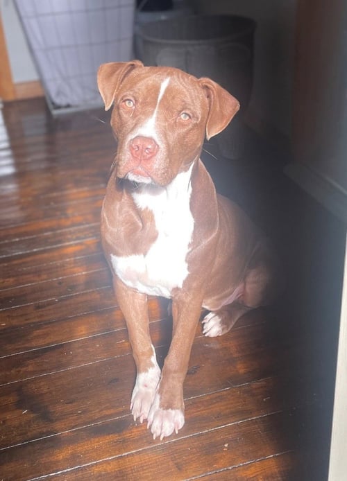 NOVA (PREV.ALMOND JOY) - Pit Bull Terrier available for adoption