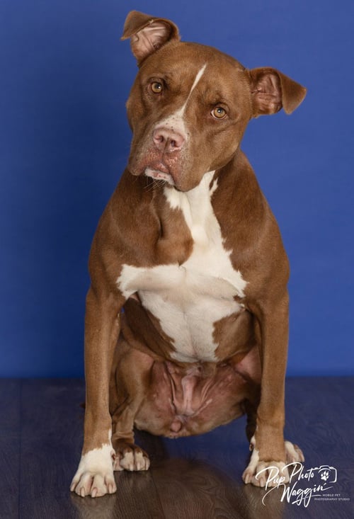 NOVA (PREV.ALMOND JOY) - Pit Bull Terrier available for adoption