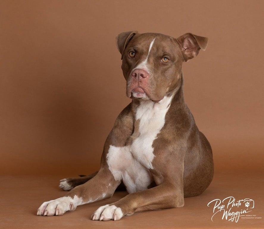 Nova (prev.Almond Joy) Image