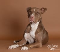 Nova (prev.Almond Joy) - Photo 1