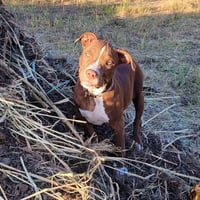 Nova (prev.Almond Joy) - Photo 3