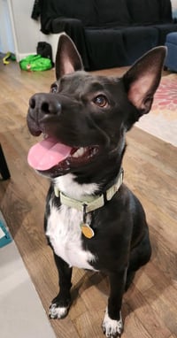 Tater Tot (AKA Onyx) - Photo 1