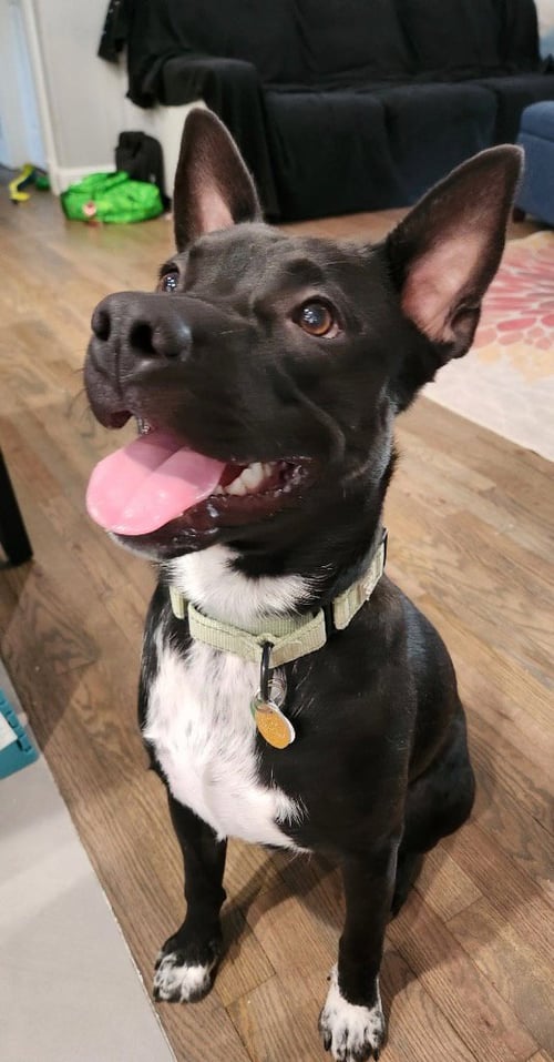 TATER TOT (AKA ONYX) - Pit Bull Terrier / Australian Kelpie available for adoption
