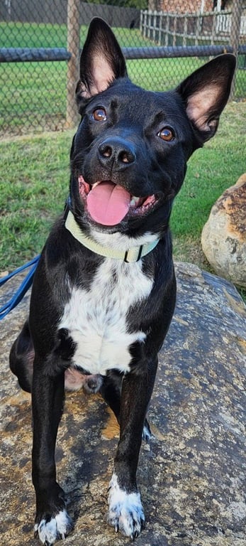 Tater Tot (AKA Onyx) Image