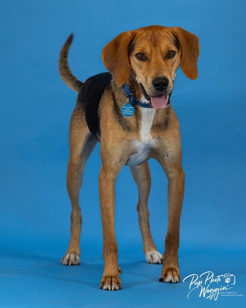 OTIS - Hound / Coonhound available for adoption