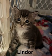 Lindor - Photo 2