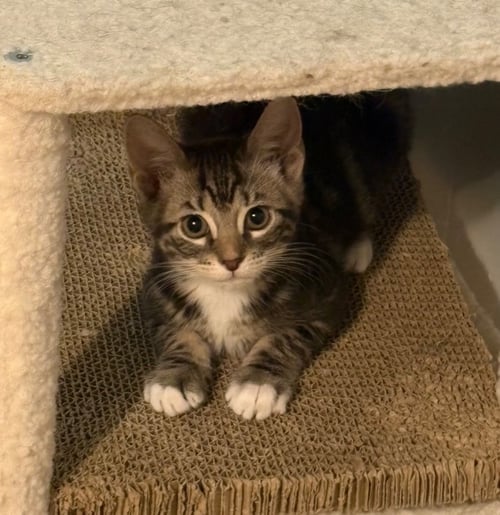 LINDOR - Domestic Short Hair available for adoption