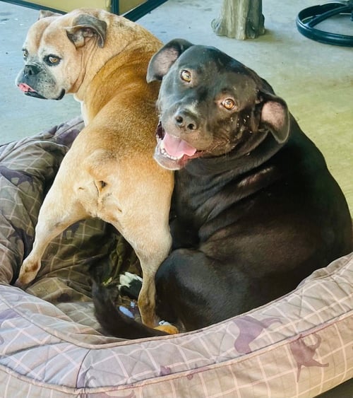 PATTY - Labrador Retriever / Pit Bull Terrier available for adoption