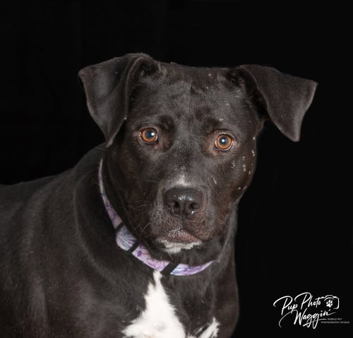 PATTY - Labrador Retriever / Pit Bull Terrier available for adoption