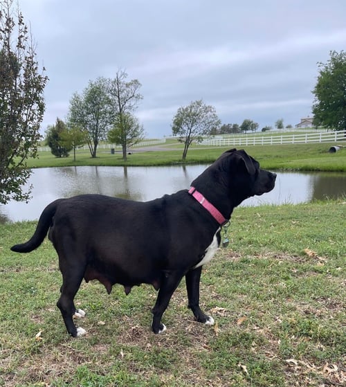 PATTY - Labrador Retriever / Pit Bull Terrier available for adoption